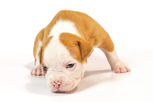 斑点小狗美国斗牛犬在白色背景蓝色眼睛 — 图库照片