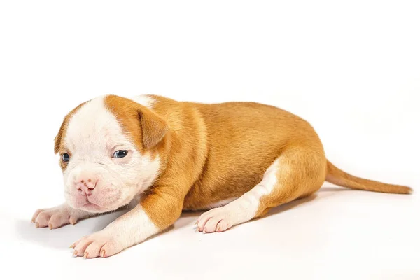 Pequeños Cachorros Manchados American Bulldog Sobre Fondo Blanco Ojos Azules — Foto de Stock