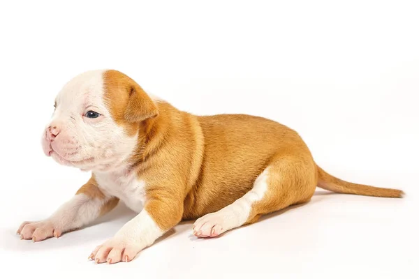 Fläckig Små Valpar Amerikansk Bulldog Vit Bakgrund Blå Ögon — Stockfoto