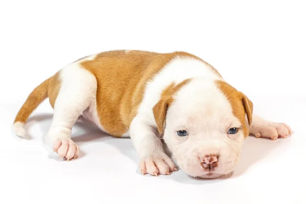 Fläckig Små Valpar Amerikansk Bulldog Vit Bakgrund Blå Ögon — Stockfoto