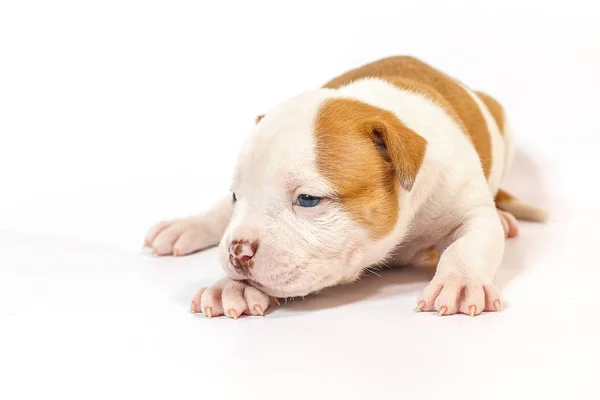 斑点小狗美国斗牛犬在白色背景蓝色眼睛 — 图库照片