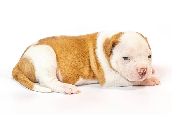 Pequeños Cachorros Manchados American Bulldog Sobre Fondo Blanco Ojos Azules — Foto de Stock
