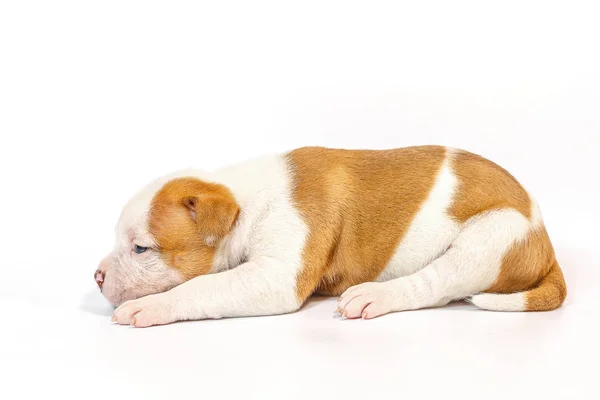 Petits Chiots Tachetés American Bulldog Sur Fond Blanc Yeux Bleus — Photo