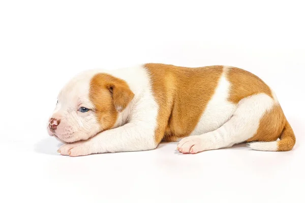 Gevlekte Weinig Pups Amerikaanse Bulldog Een Witte Achtergrond Blauwe Ogen — Stockfoto