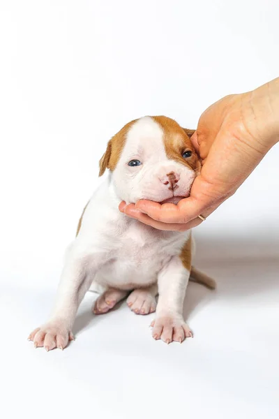 Gevlekte Weinig Pups Amerikaanse Bulldog Een Witte Achtergrond Blauwe Ogen — Stockfoto