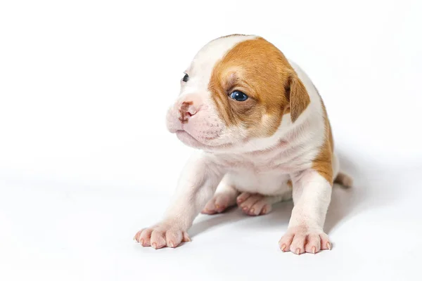 Fläckig Små Valpar Amerikansk Bulldog Vit Bakgrund Blå Ögon — Stockfoto