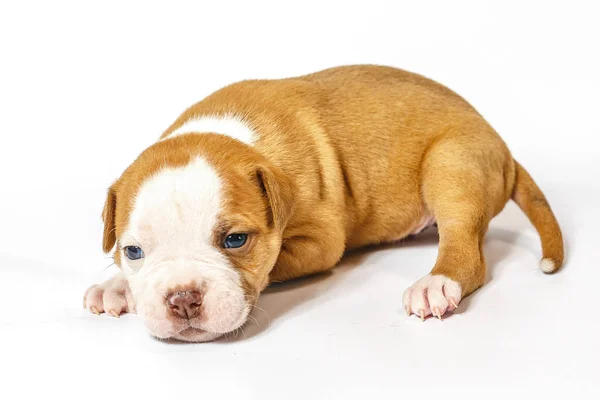Petits Chiots Tachetés American Bulldog Sur Fond Blanc Yeux Bleus — Photo