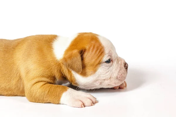 Pequeños Cachorros Manchados American Bulldog Sobre Fondo Blanco Ojos Azules — Foto de Stock