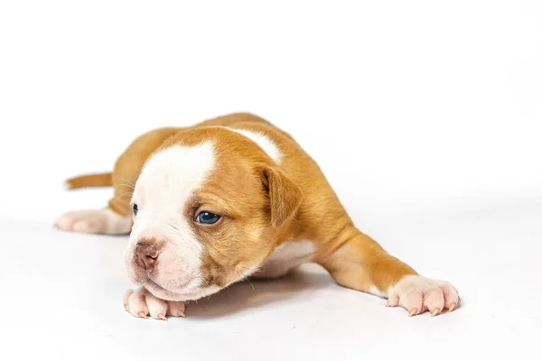 Fläckig Små Valpar Amerikansk Bulldog Vit Bakgrund Blå Ögon — Stockfoto