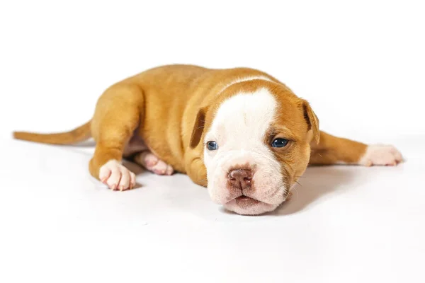 Fläckig Små Valpar Amerikansk Bulldog Vit Bakgrund Blå Ögon — Stockfoto