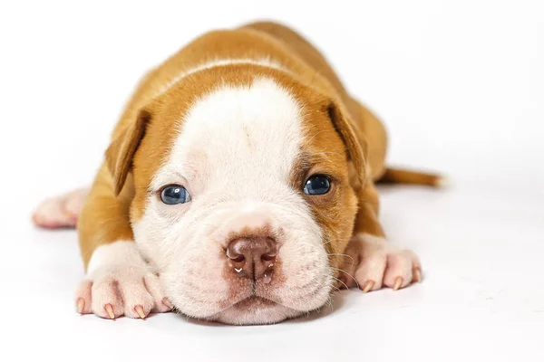 Cuccioli Maculati Bulldog Americano Uno Sfondo Bianco Occhi Blu Immagini Stock Royalty Free