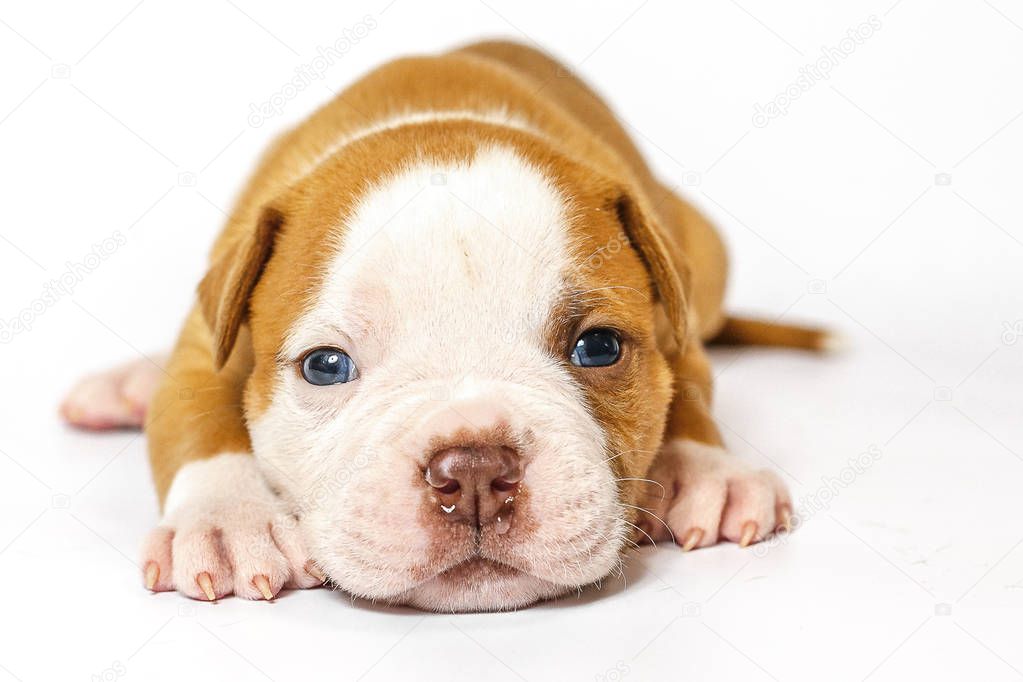 Spotted little puppies American Bulldog on a white background blue eyes