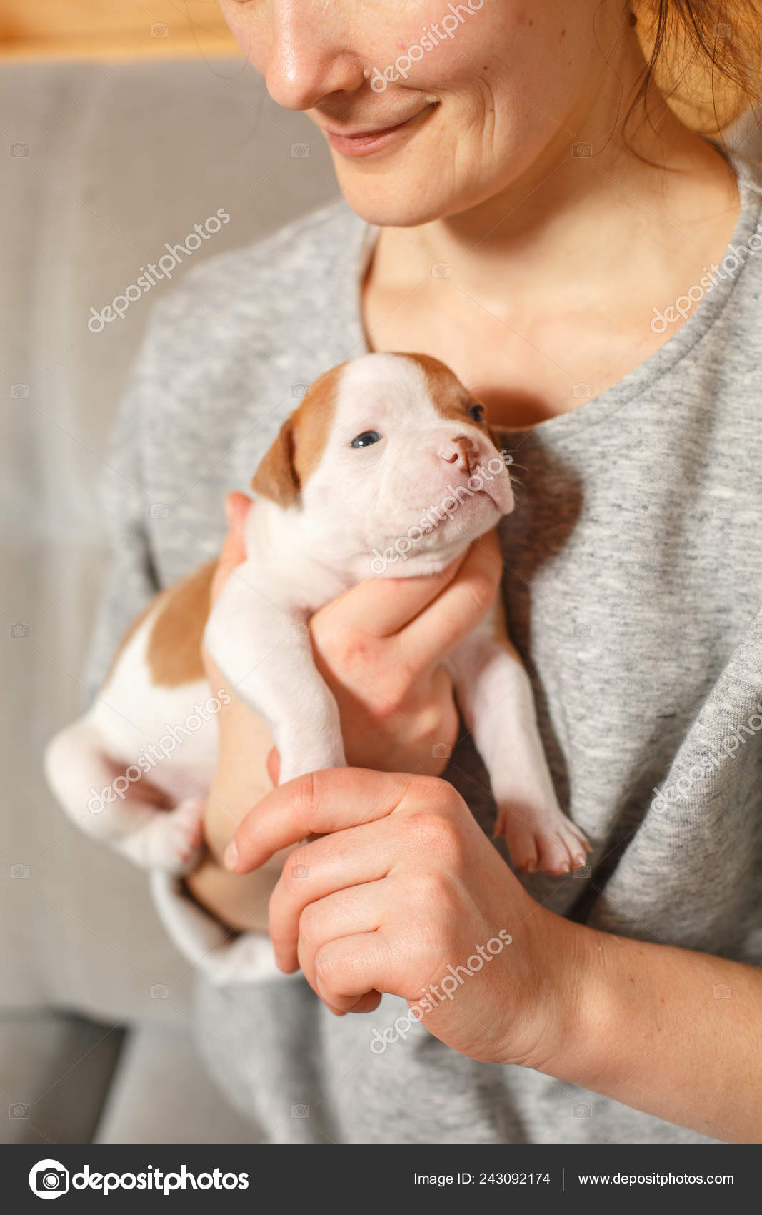Red Cuttie Pie Girl Available Now American Bulldog American Bulldog Puppies American Bulldog For Sale