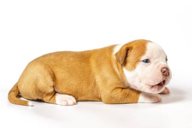 Küçük yavru Amerikan Bulldog beyaz zemin üzerine mavi gözlü benekli
