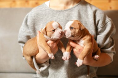Amerikan Bulldog yavru bir kız bir gri süveterli kollarında