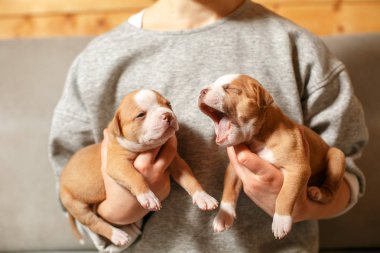 Amerikan Bulldog yavru bir kızın kollarında