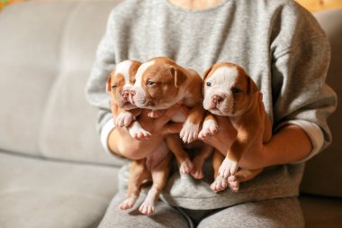 Amerikan Bulldog yavru bir kızın kollarında