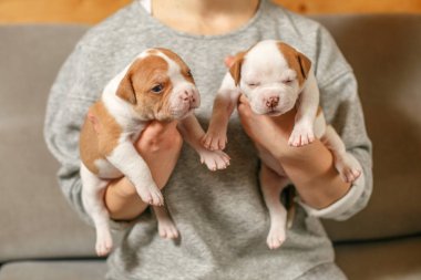 Amerikan Bulldog yavru bir kızın kollarında