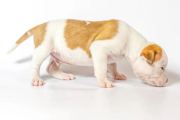 Spotted Little Puppies American Bulldog White Background Blue Eyes — Stock Photo, Image