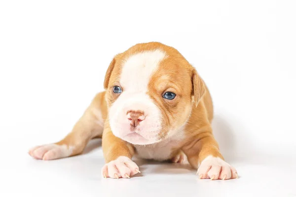 Fläckig Små Valpar Amerikansk Bulldog Vit Bakgrund Blå Ögon — Stockfoto