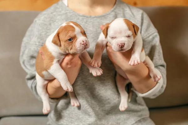 American Bulldog filhotes nos braços de uma menina — Fotografia de Stock