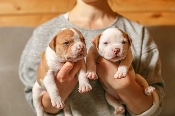 American Bulldog puppies in the arms of a girl — Stock Photo, Image