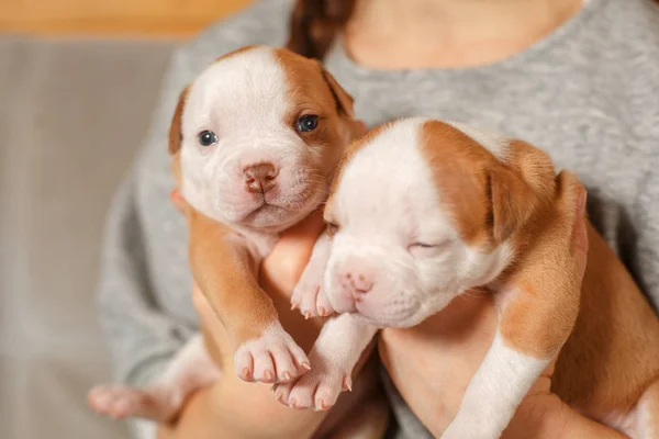 Amerikan Bulldog yavru bir kızın kollarında — Stok fotoğraf