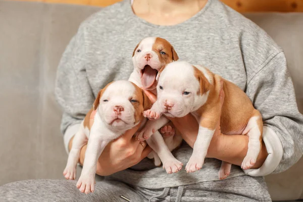 American Bulldog puppies in the arms of a girl — Stock Photo, Image