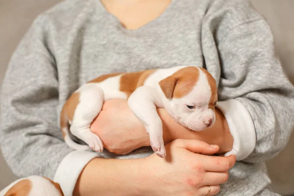 Американський бульдог щенки на руках дівчина — стокове фото