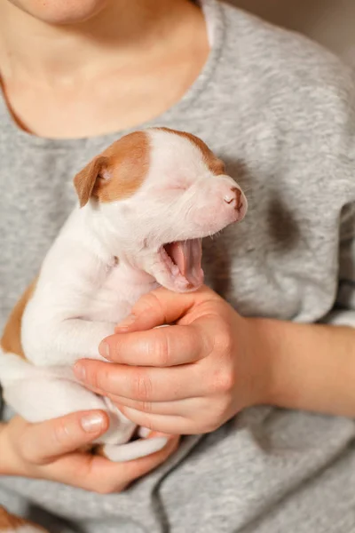 American Bulldog cuccioli tra le braccia di una ragazza Immagine Stock