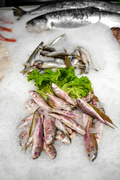 Verse makreel vissen op ijs — Stockfoto