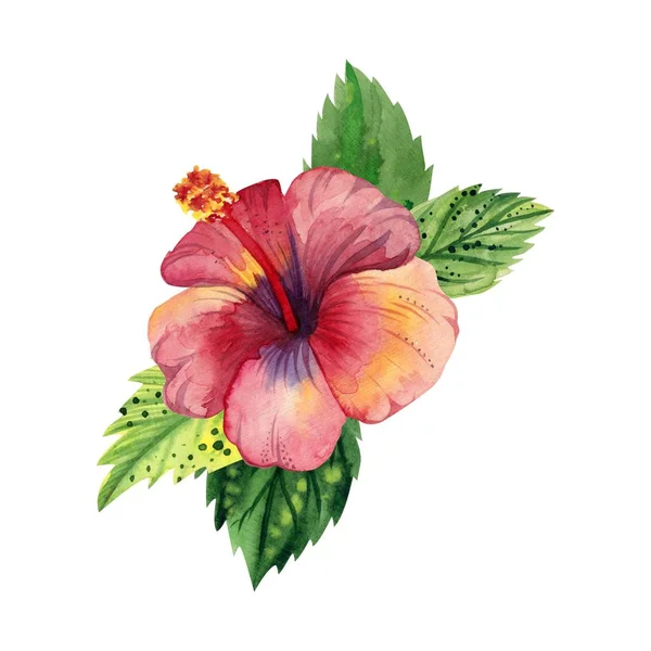 水彩の熱帯の花 赤い葉と芽を持つピンクのハイビスカス ハワイのフラワーアレンジメント — ストック写真