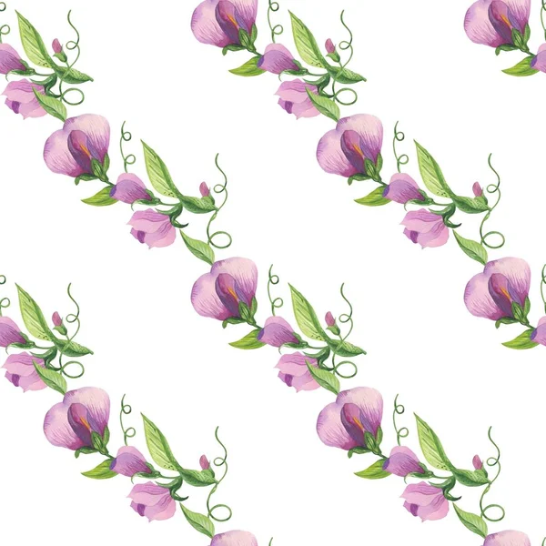 Watercolor Floral Pattern Sweet Pea Flowers Flowers Leaves Pods Tendrils — Stock Photo, Image