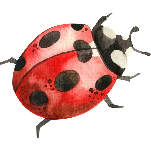 Modèle Aquarelle Coccinelle Rouge Mignon Insectes Dans Technique Aquarelle Est Photos De Stock Libres De Droits