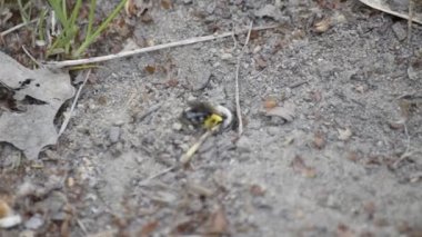 Footage bee. Video production.