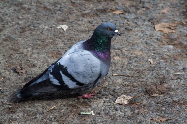 Yerde güvercin yakın çekim.
