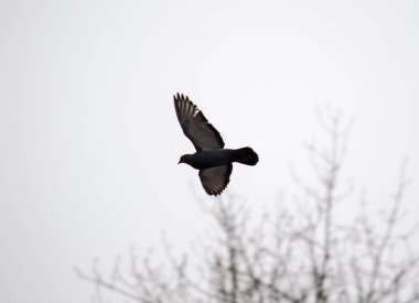 Closeup güvercin gökyüzünde uçar