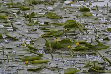 Sudaki nilüfer fotoğrafı