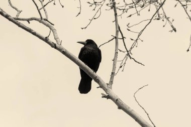 Bir ağaç yakın çekim üzerinde Kale