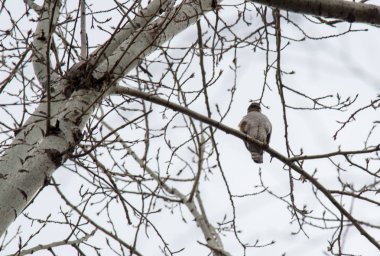 Kuş ağaçtan tepeden aşağıya bakar.