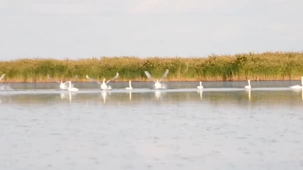 Кадры Парящих Белых Лебедей Воды — стоковое видео
