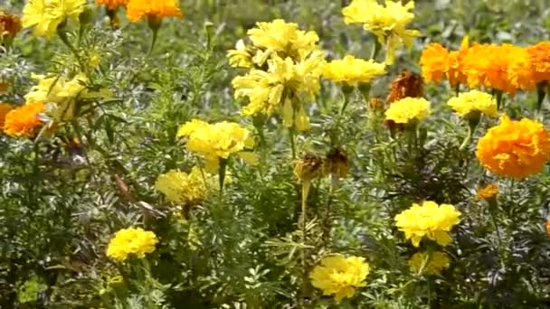 Beautiful Yellow Flowers City Park — Stock Video