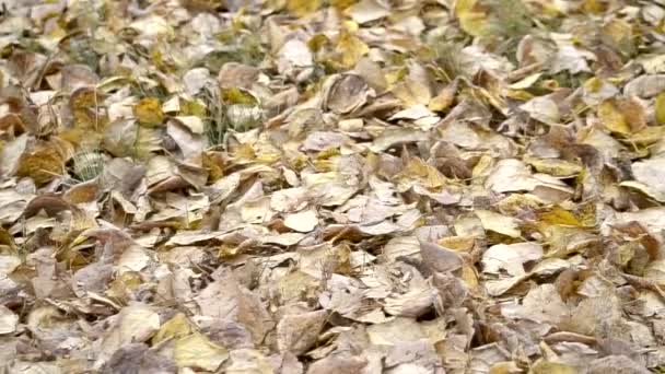 秋天的叶子在地上 视频素材 — 图库视频影像