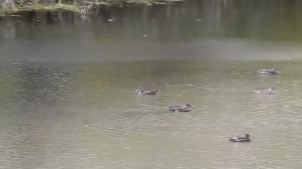 スイミングのカモに池 — ストック動画