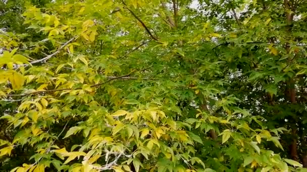 바람에서 흔들리는 나뭇잎 — 비디오