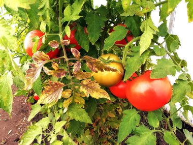 Tomatoes close-up on a branch.