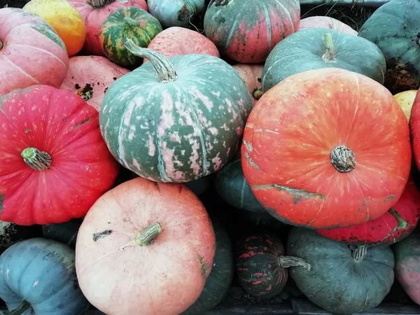 Different Large Small Pumpkins Close — Stok fotoğraf