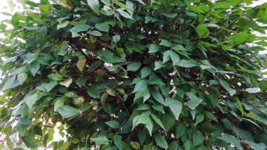 Yeşil yaprak dokusu. Yaprak dokusu arkaplanı