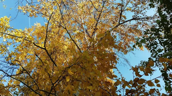 Goldene Eichenblätter von Bäumen im bunten Herbst — Stockfoto