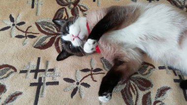 Tembel kedi. Duvar kağıdı için fotoğraf